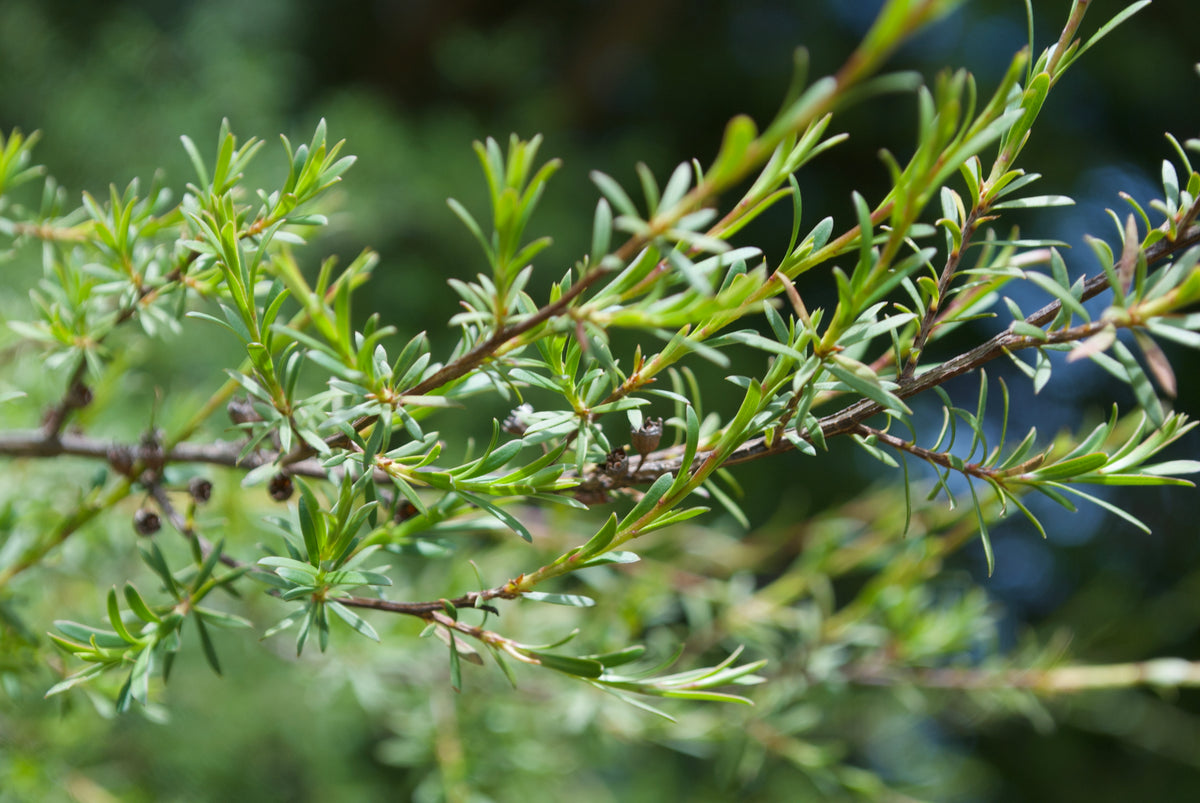 Manuka Italian What is Manuka Oil – FunghiClear EU